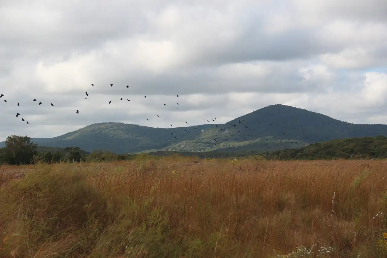 A wide field of russet-gold autumn grass stretching toward two forested peaks under soft grey clouds, a flock of birds overhead.