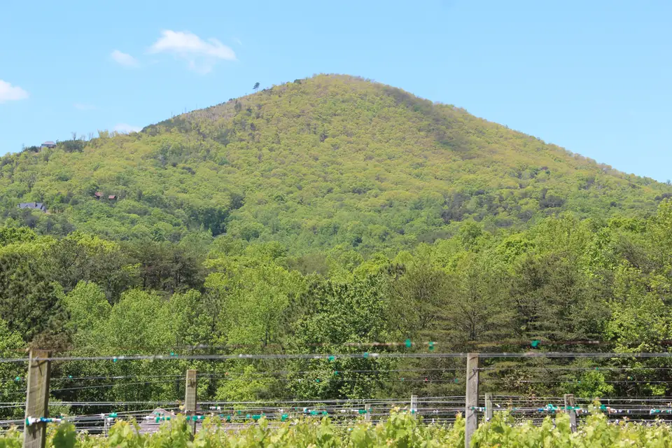A rounded forested mountain in spring green above the trellis wires and young vines of a vineyard.